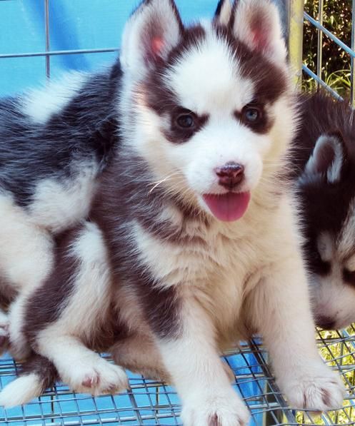 Siberian Husky Puppies For Adoption In Maine